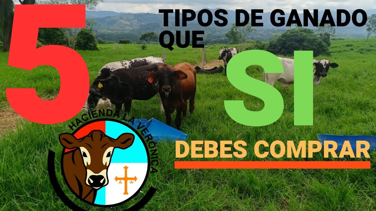 5 TIPOS DE GANADO QUE SI DEBO COMPRAR