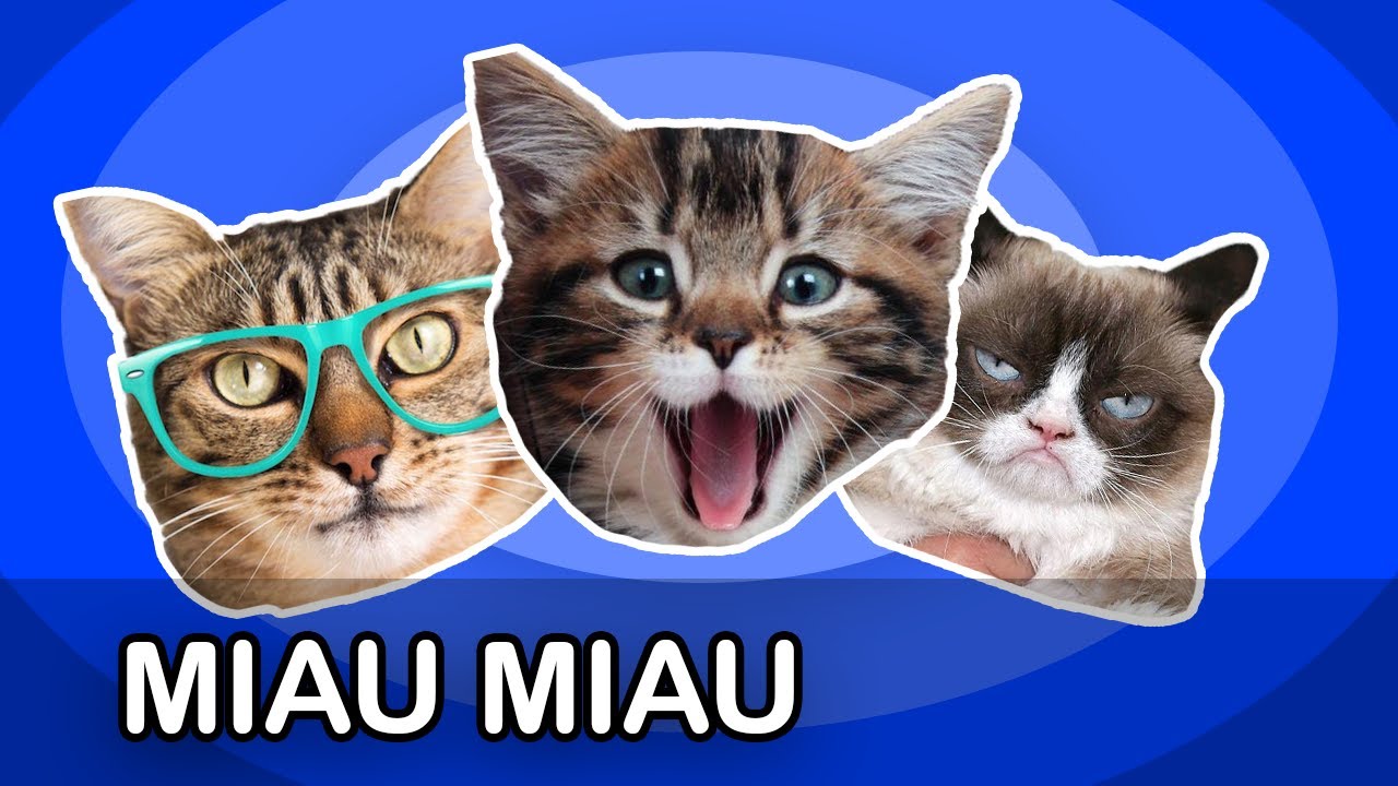 Miau Miau | BLUATSCHINK-Kinderlieder