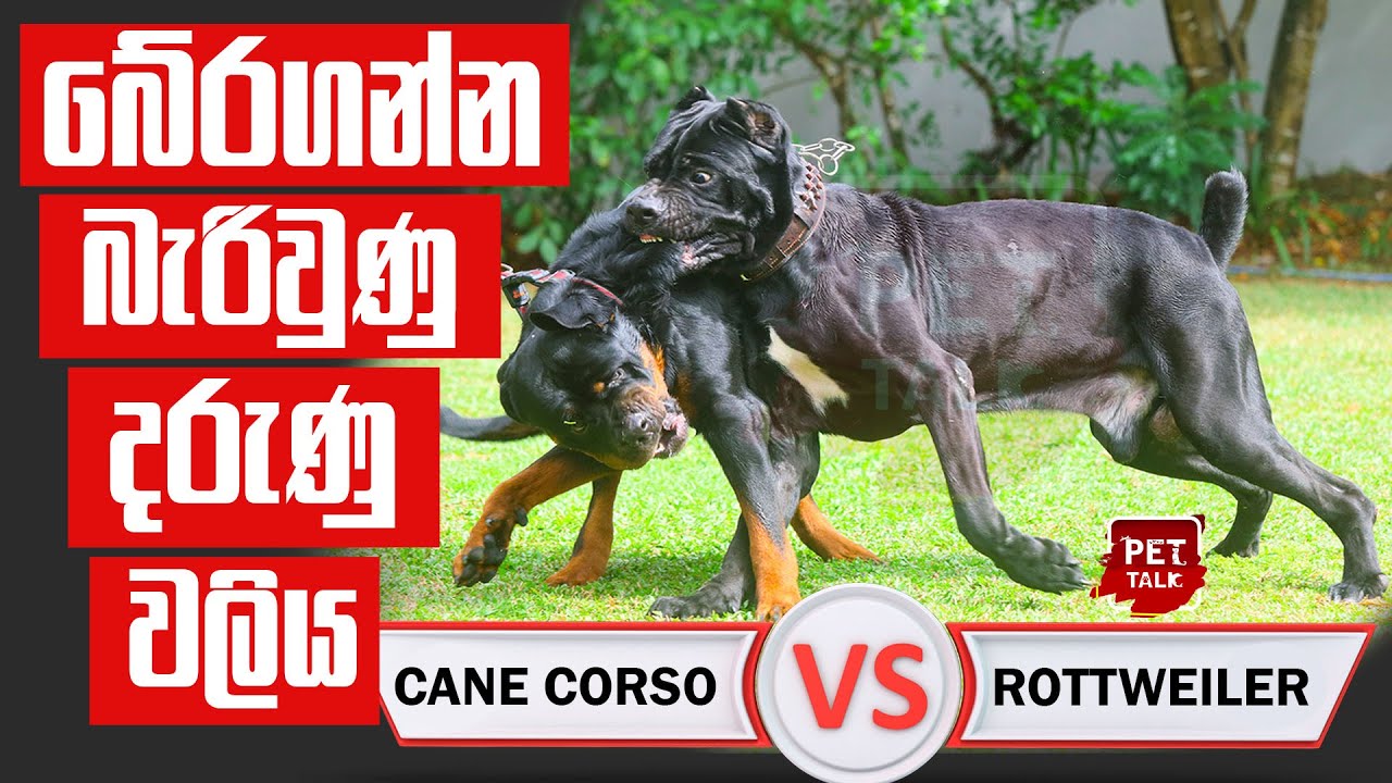 භයානක වලිය මැද දින්නේ කවුද ? Cane Corso Vs Rottweiler | Pet Talk