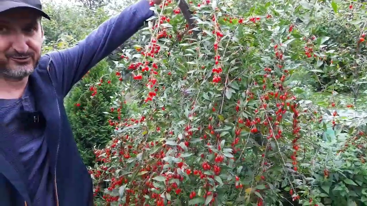 Fructele de goji arcuiesc ramurile de greutate