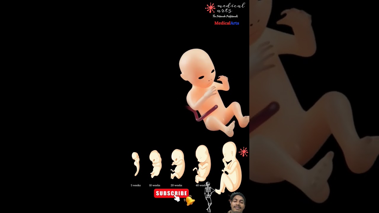 Fetal growth : embryonic development  week by week #baby #fetalmedicine #fetalmovement