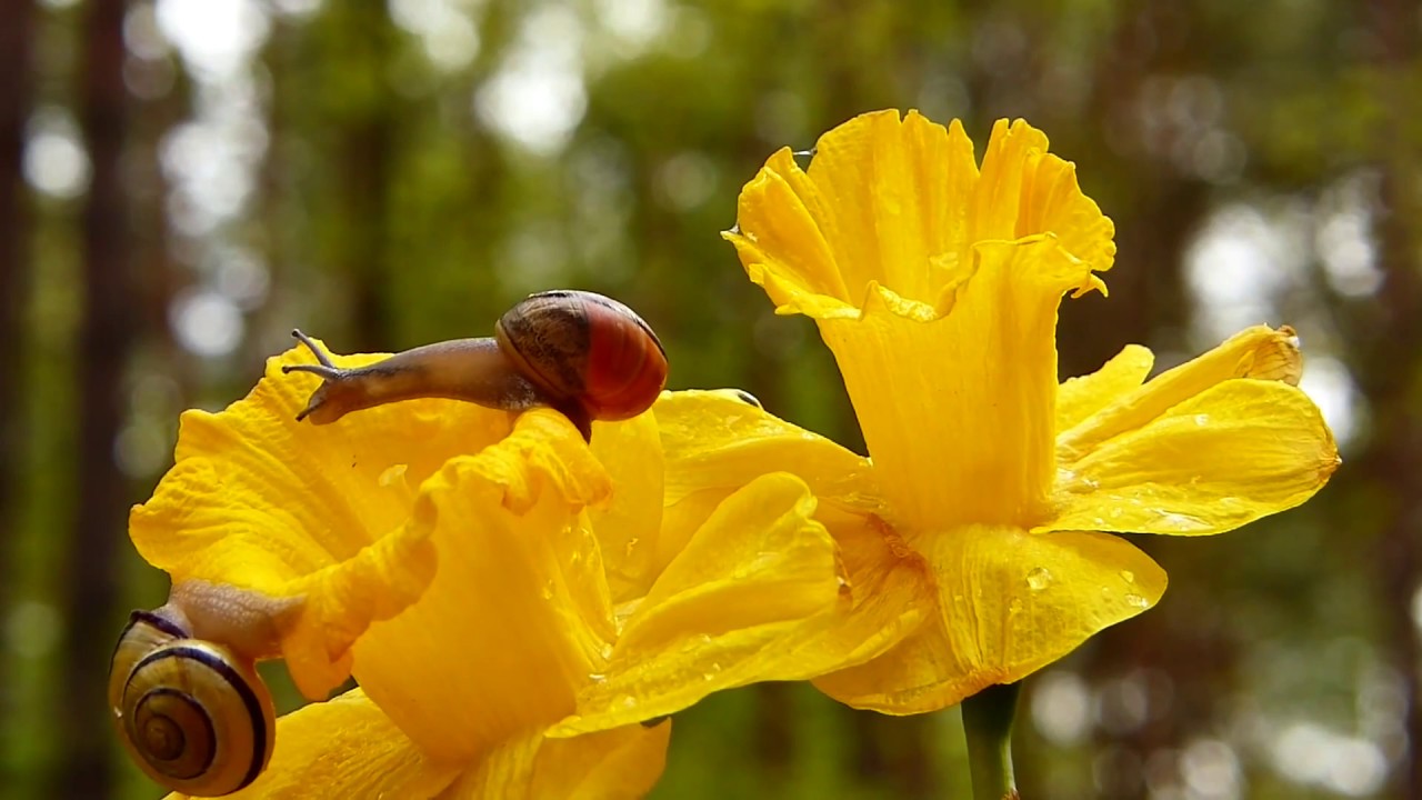 Johann C. F. Fischer - Le Journal du Printemps, Op.1 No.7 HD