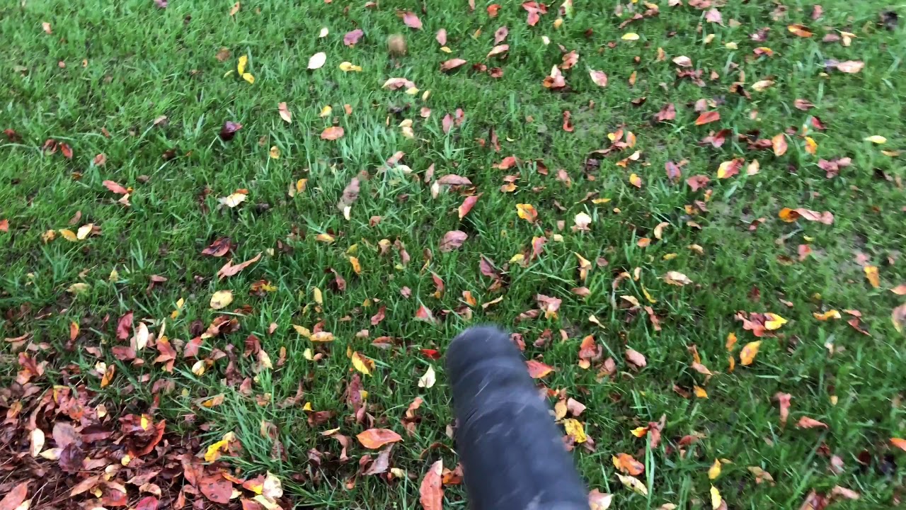 Blowing Leaves Off New Grass