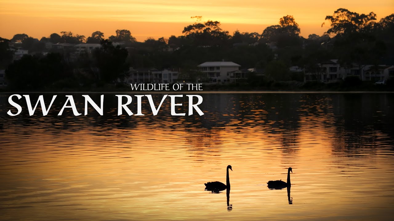 Wildlife of the Swan River | A Perth Nature Documentary
