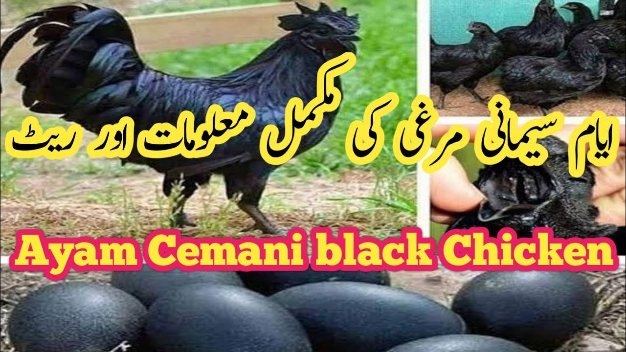 Ayam Cemani Chicken Breed Complete Information | Kadaknat Hen History ایام سمانی مرغی کی مکل معلومات