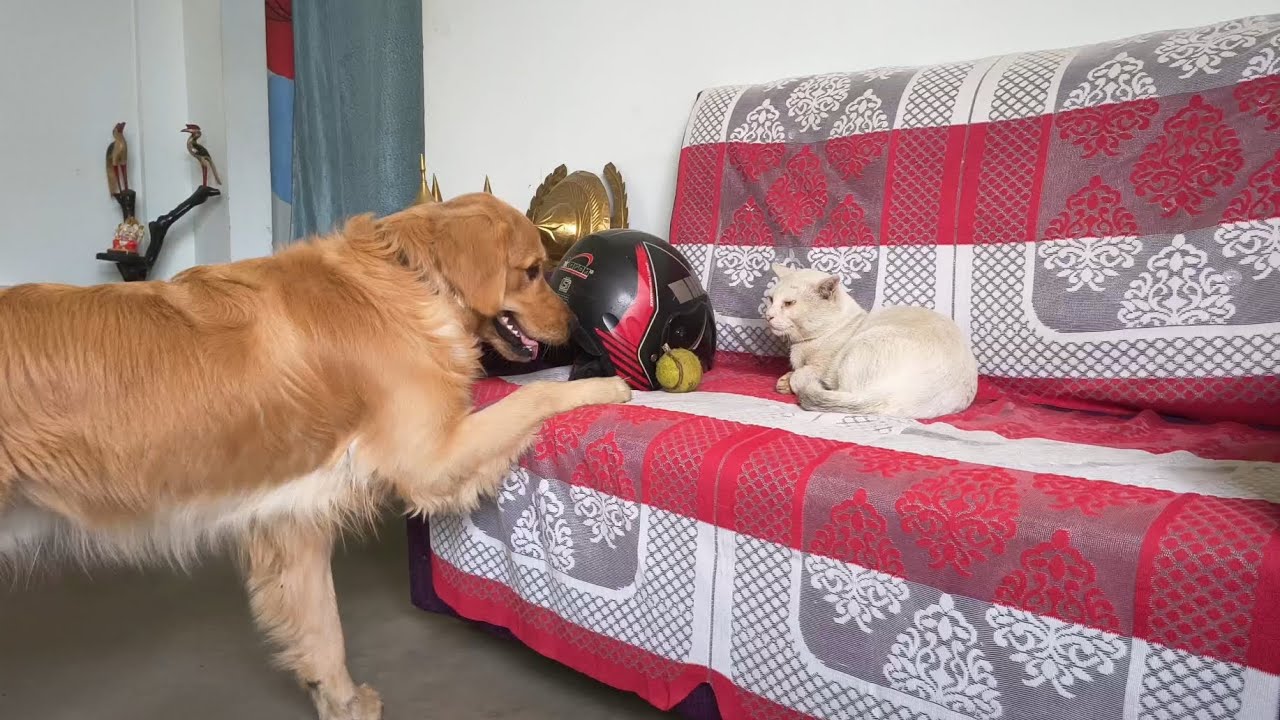 Coco the Golden Retriever vs Meko the Cat 😹 | Tennis Ball Chaos at Home | Funny Pet Moments