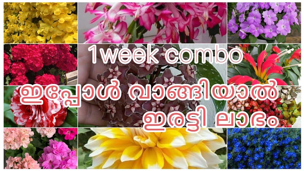 1week COMBO ഇപ്പോൾ വാങ്ങിയാൽ ഇരട്ടി ലാഭം ആരും മിസ്സ്‌ ചെയ്യല്ലേ 😱😱😱😱💚💚💚💚💥💥💥🌿🌿🌿🌿