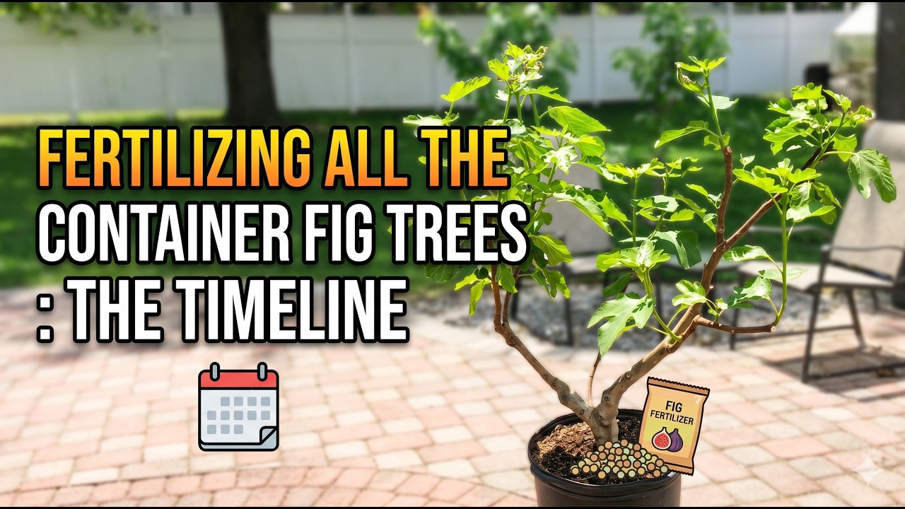 Fertilizing ALL the Container Fig Trees: The Timeline