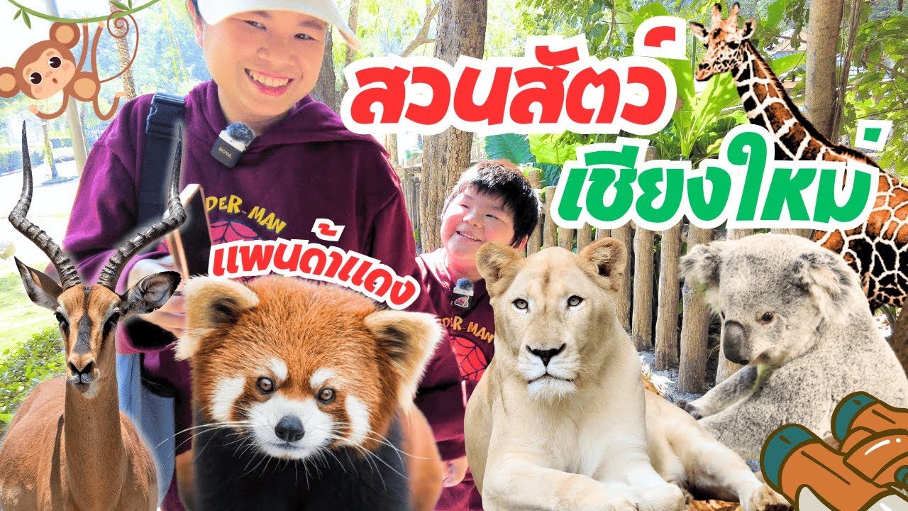 ไปดูแพนด้าแดง ที่สวนสัตว์เชียงใหม่ Chiang Mai Zoo  2025