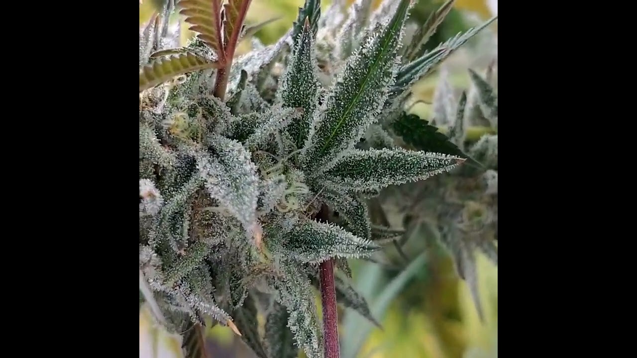 Trichomes 💪