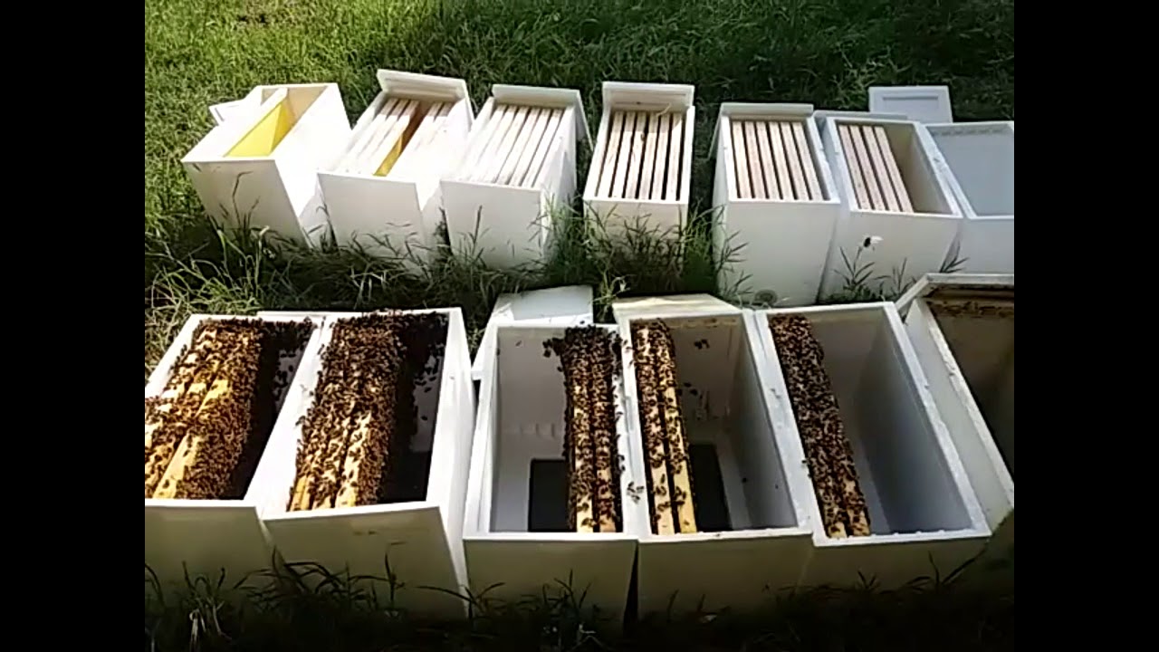 sciami a 2 e 3 telaini