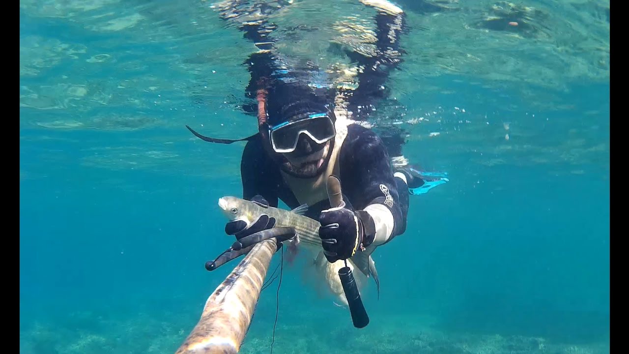 Pesca submarina Lisa o mujol kilero a la espera en poca agua profundidad