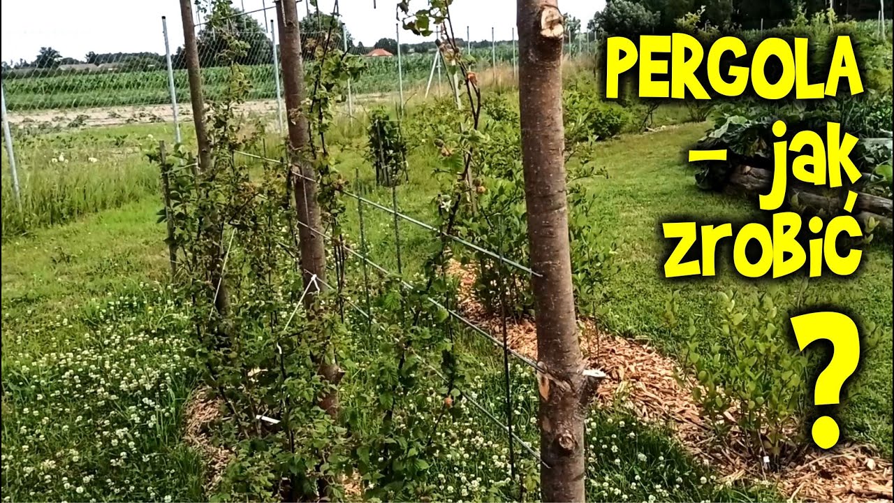 Pergola trejaż podpora pod pnącza - jak zrobić prosto, ładnie i tanio!