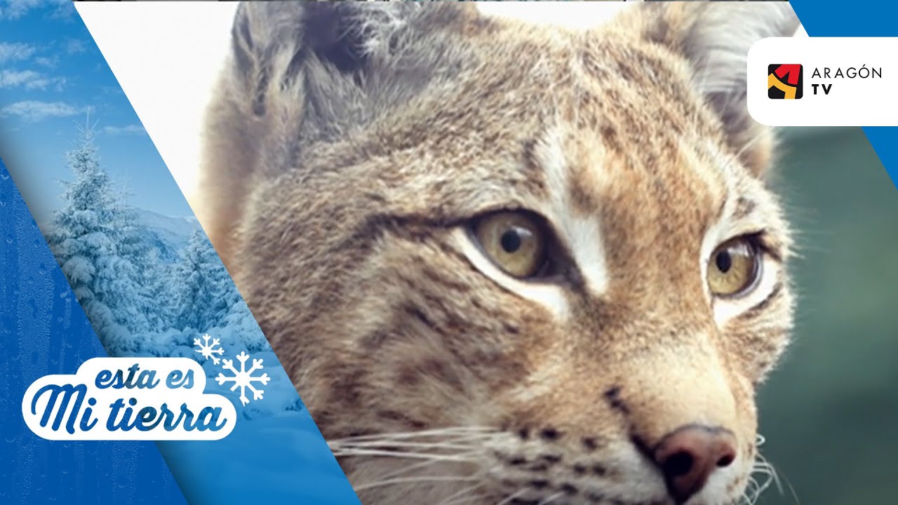El lince boreal