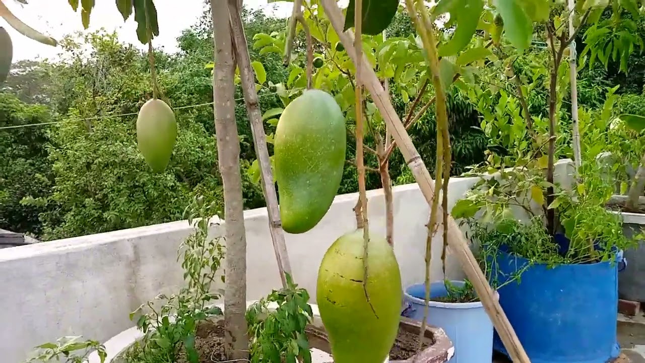 একনজরে দেখেনিন আমার চাচার ছাদবাগান || অদ্ভুত সুন্দর  গাছের সমাহার || Plants
