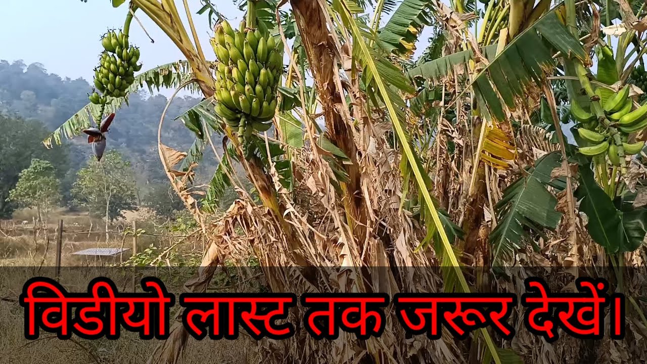 Rural Village Life In Chhattisgarh//Agriculture And Farming Dairy & Goat 
