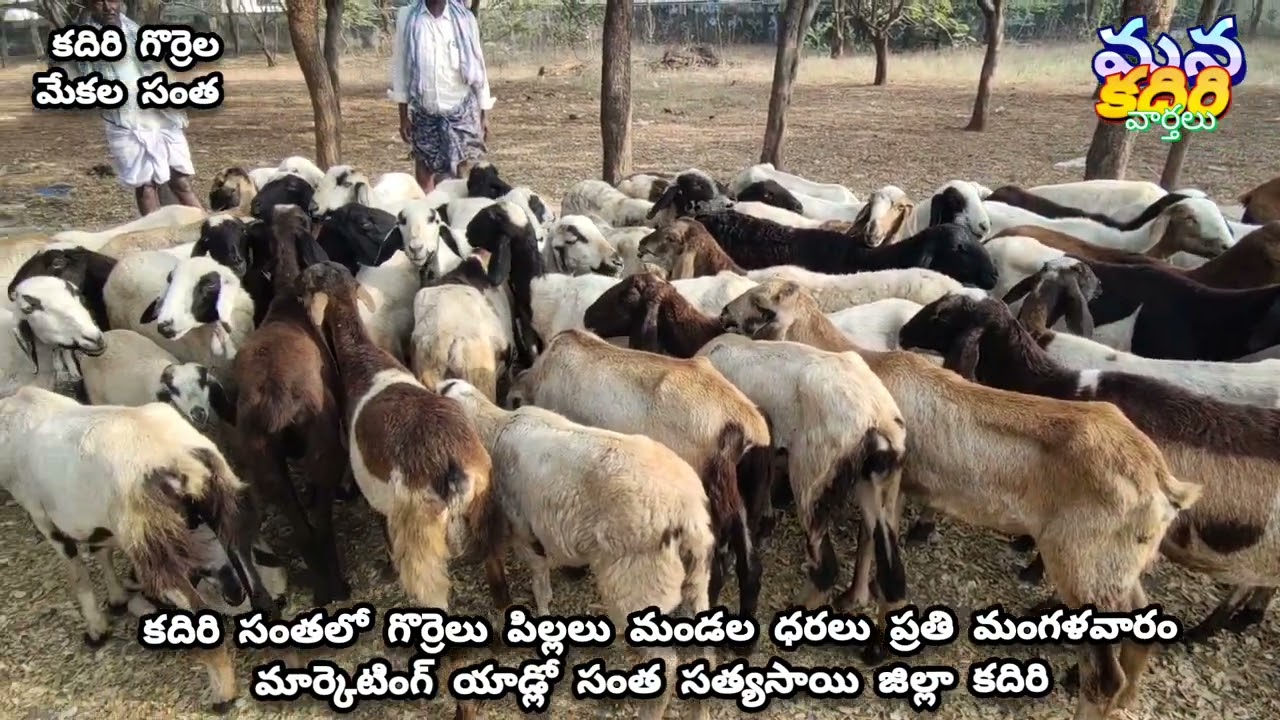 కదిరి సంతలో గొర్రెలు పిల్లలు మందల ధరలు ప్రతి మంగళవారం మార్కెటింగ్ యాడ్లో సంత సత్యసాయి జిల్లా 