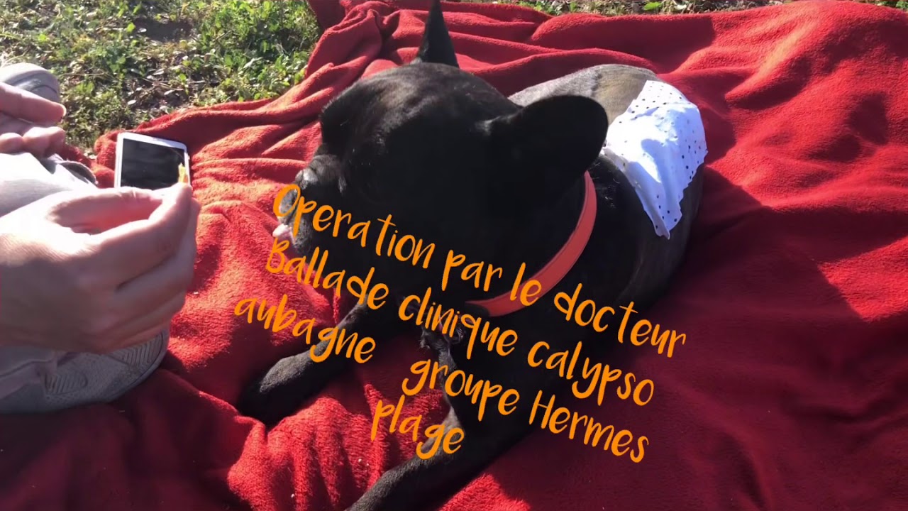 Hernie discale stade 5 bouledogue français