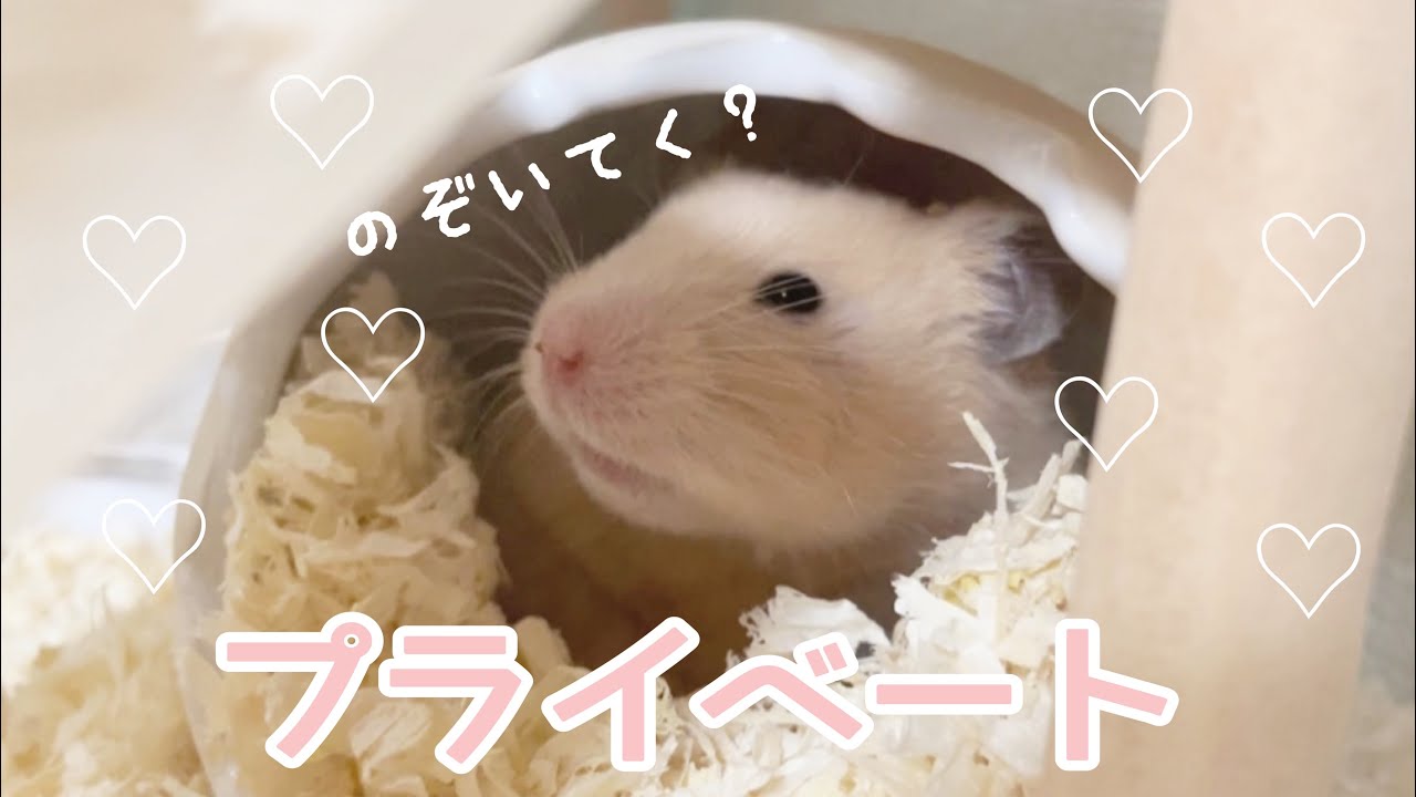 ハムスターのプライベートを覗いてみた👀♡
