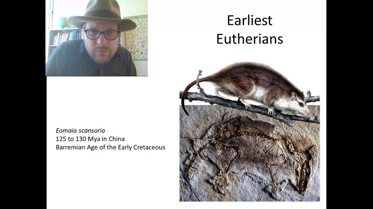 Episode 4: When did Marsupial and Placental Mammals split?