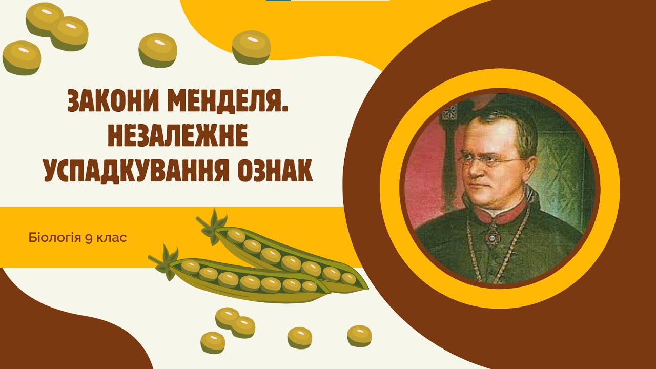 Біологія 9 клас  Закони Менделя  Незалежне успадкування ознак