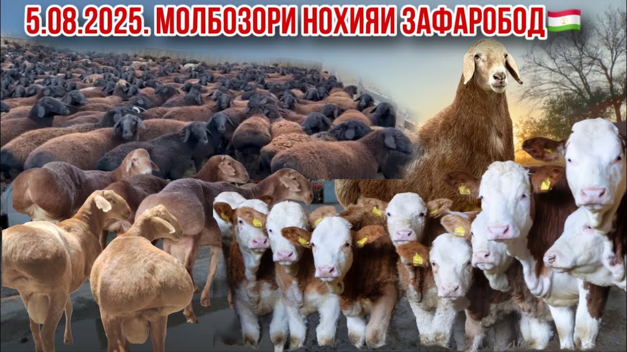 Нохияи Зафаробод нарху навои моли калони шохдор аа моли майда лайк👍 5 августа 2025 г.