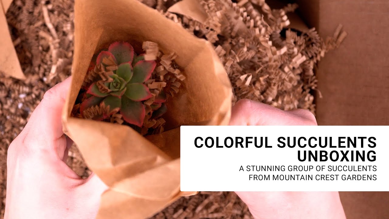 Unboxing Succulents from Mountain Crest Gardens