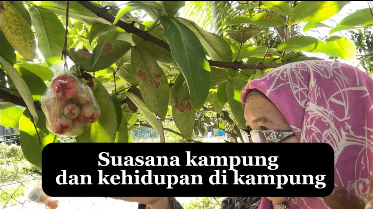 SUASANA DAN KEHIDUPAN DI KAMPUNG. By Polipe Channel 