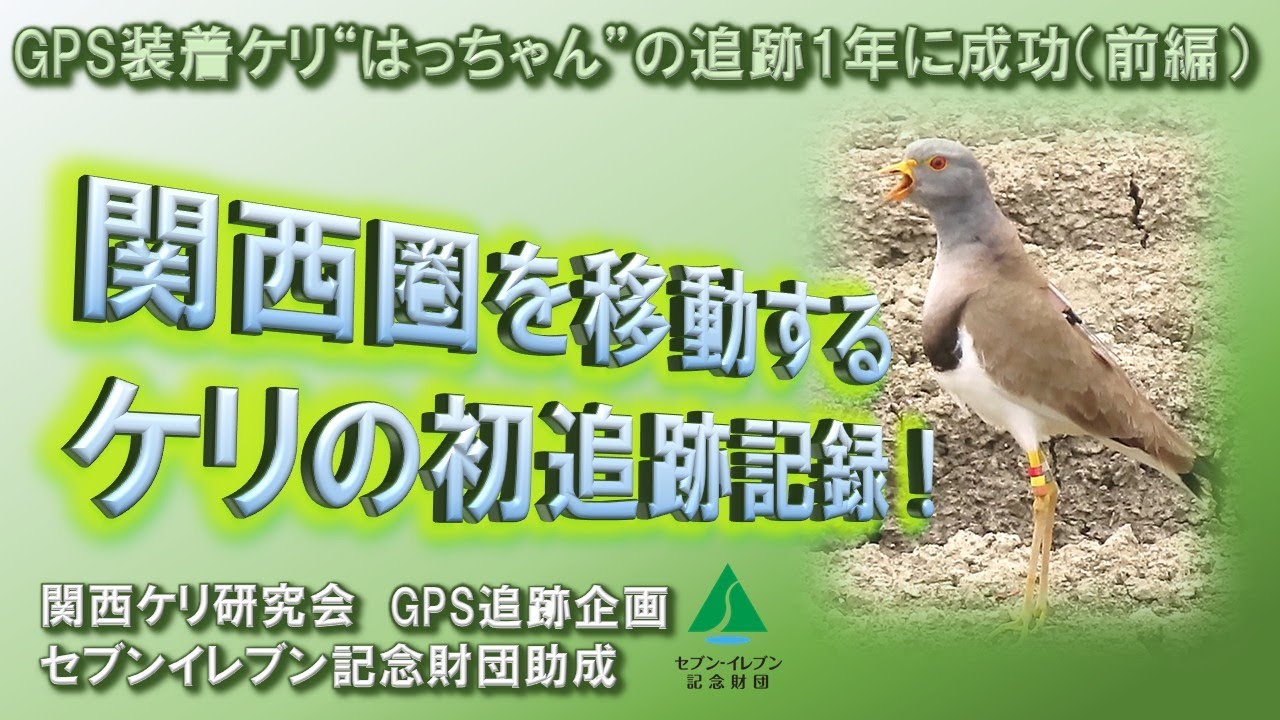 【GPS追跡企画】関西圏を移動するケリの初追跡記録∼はっちゃんの1年追跡に成功（前編）