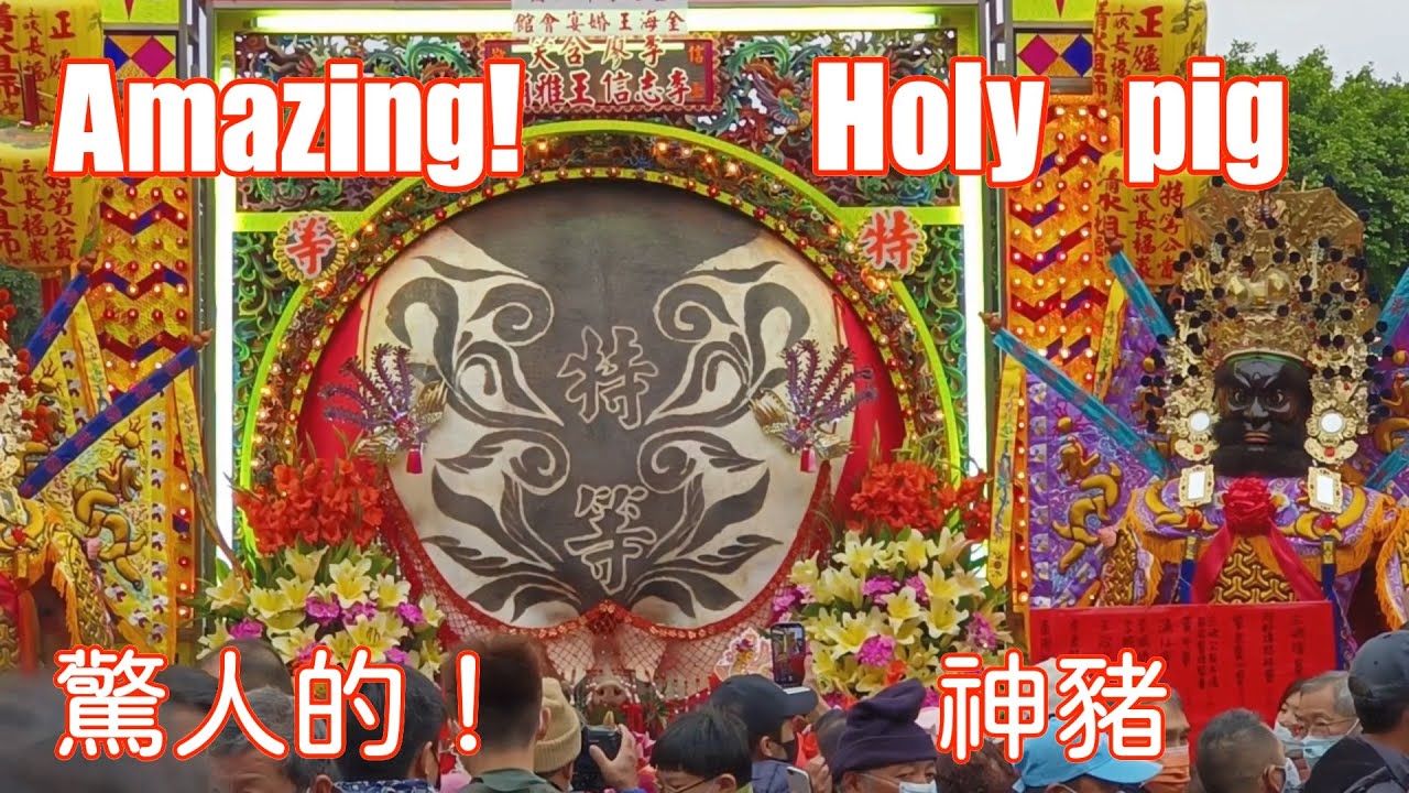 台灣旅遊｜2023年 驚人的！三峽賽神豬｜Amazing!｜Taiwan's 