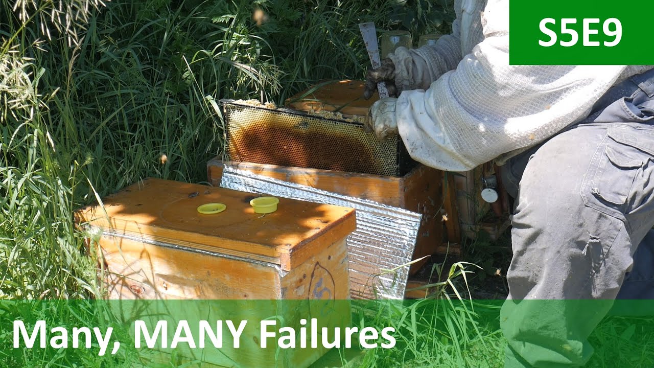 Queen Grafts: 2 Steps Forward, 10 Steps Back