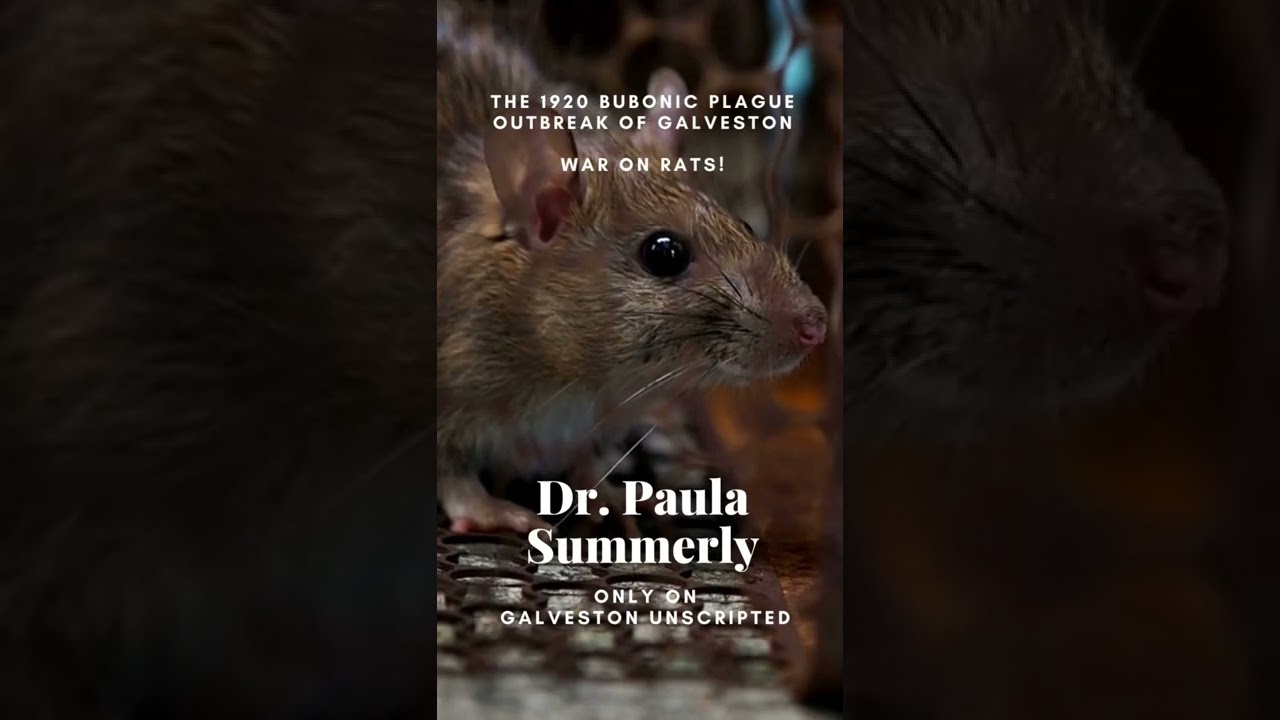 The 1920 Bubonic Plague Outbreak in Galveston, Texas! Dr. Paula Summerly on Galveston Unscripted!
