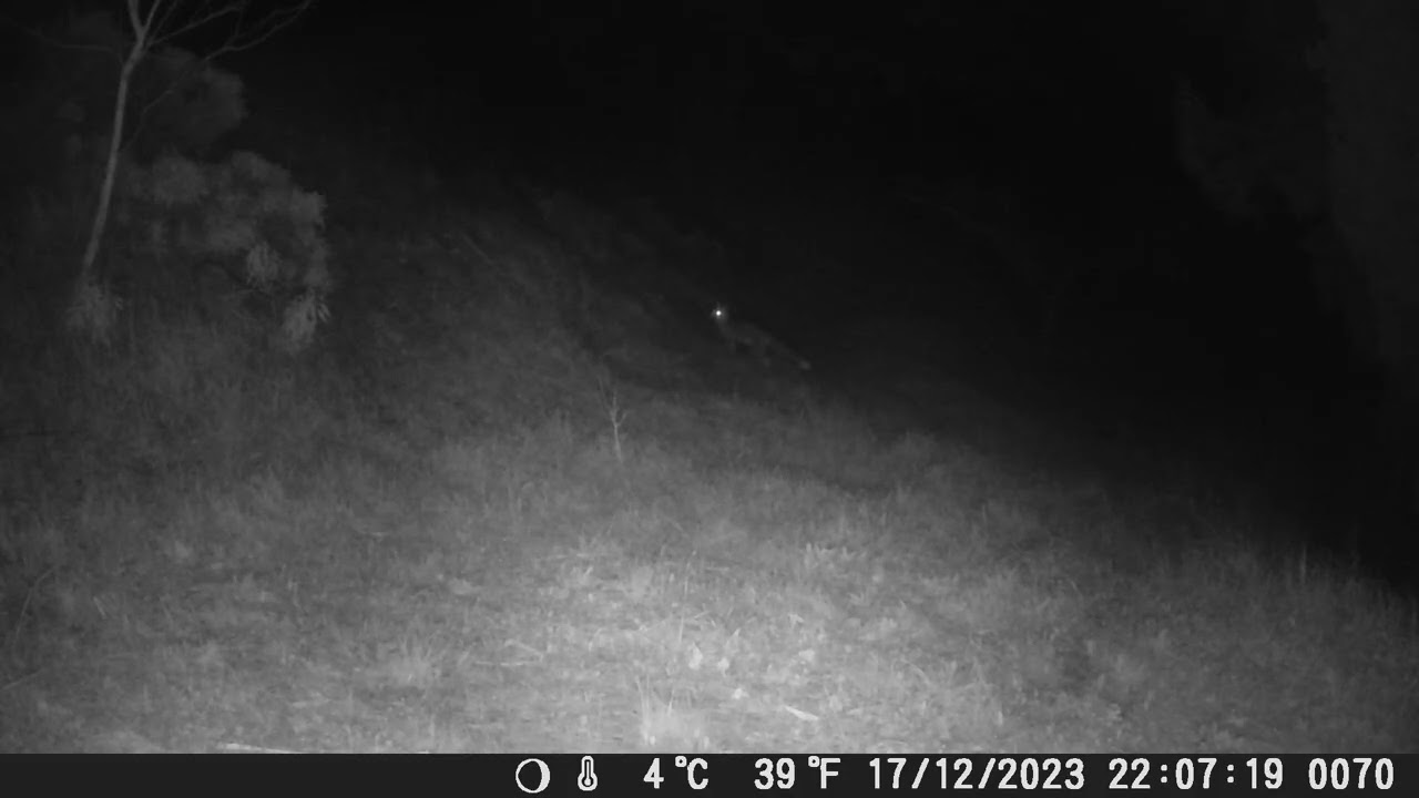 Volpi #wildlife #animals #animaliselvatici #volpe #fox #nature #wildanimals #trailcam