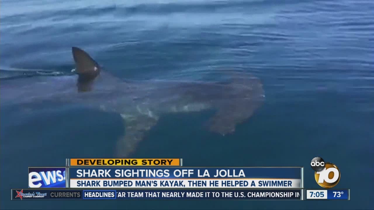 Shark bumped man's kayak in La Jolla