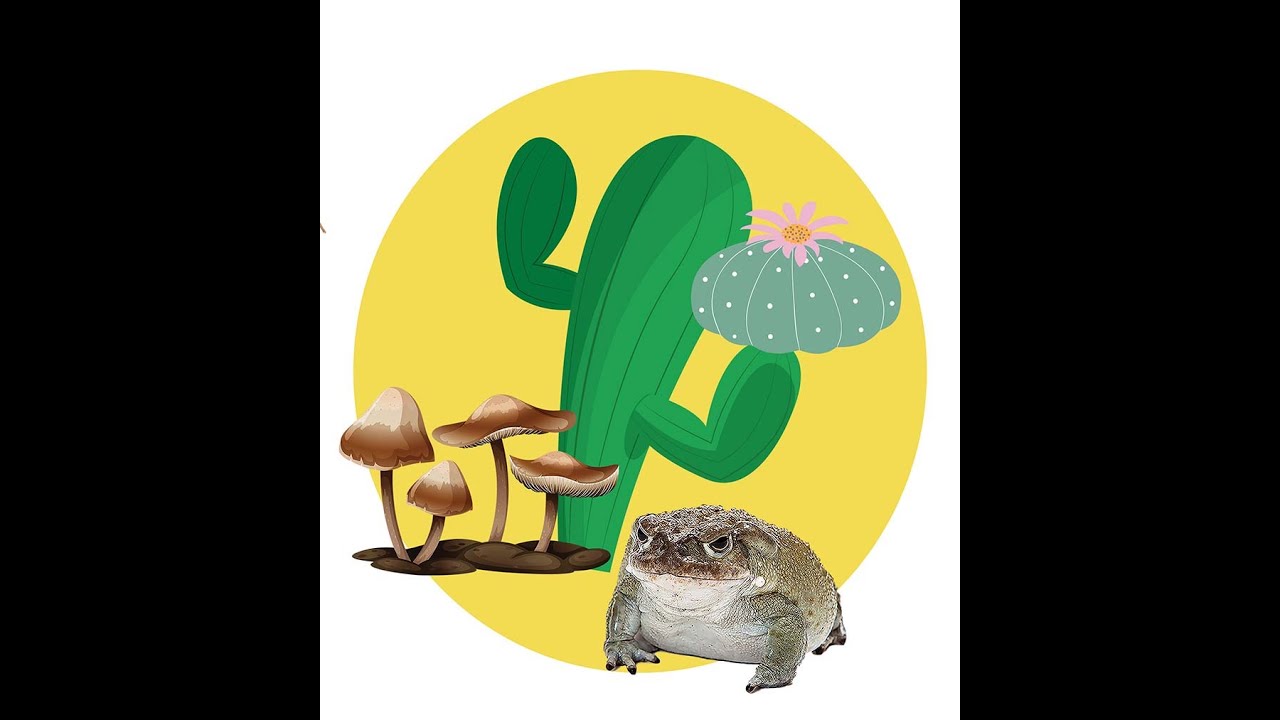 Save the Sonoran Desert Toad