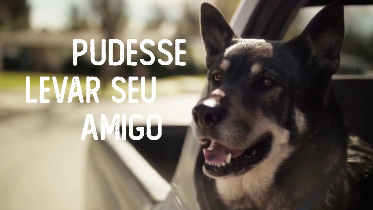 TRANS PET - transporte de animais