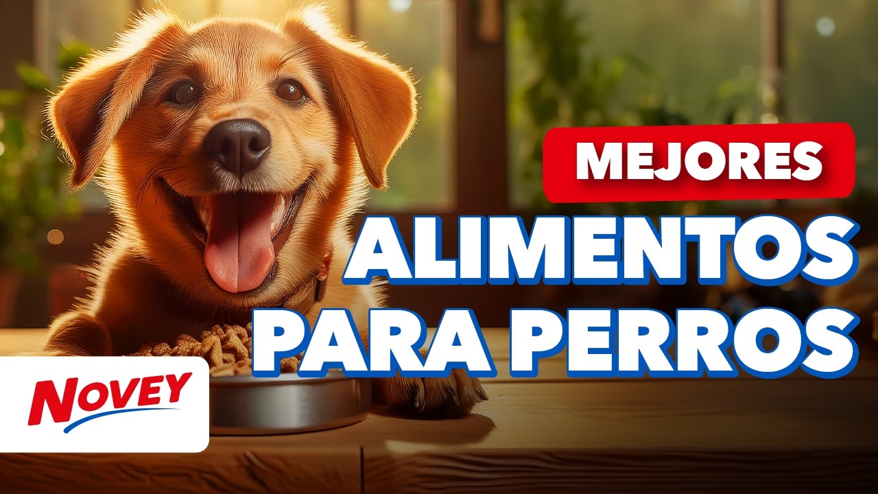 &iquest;Qu&eacute; alimento para perros es mejor? Seg&uacute;n su edad 🐶🐾 Novey Tips