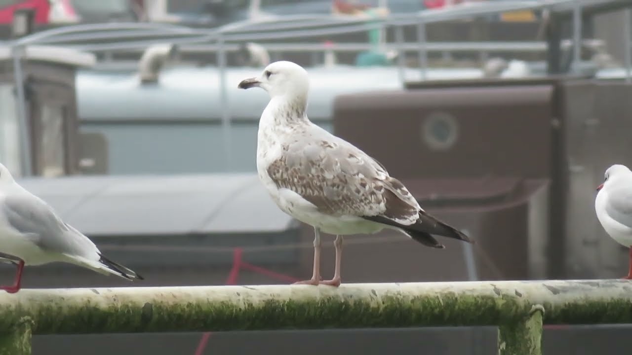 Caspian Gull, Larus cachinnans, Pontische Meeuw, Rotterdam, ZH, the Netherlands, 26 Dec 2024 (4)