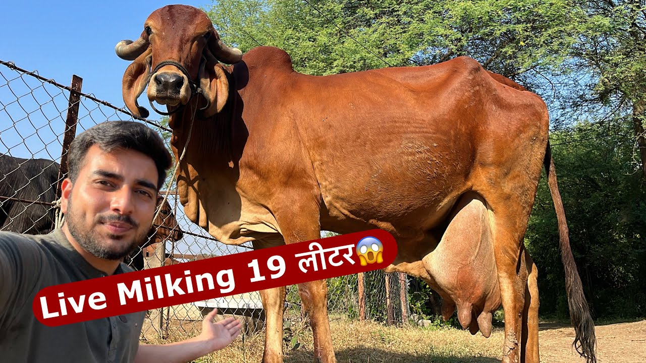 जमुना गाय की Live Milking😱👌