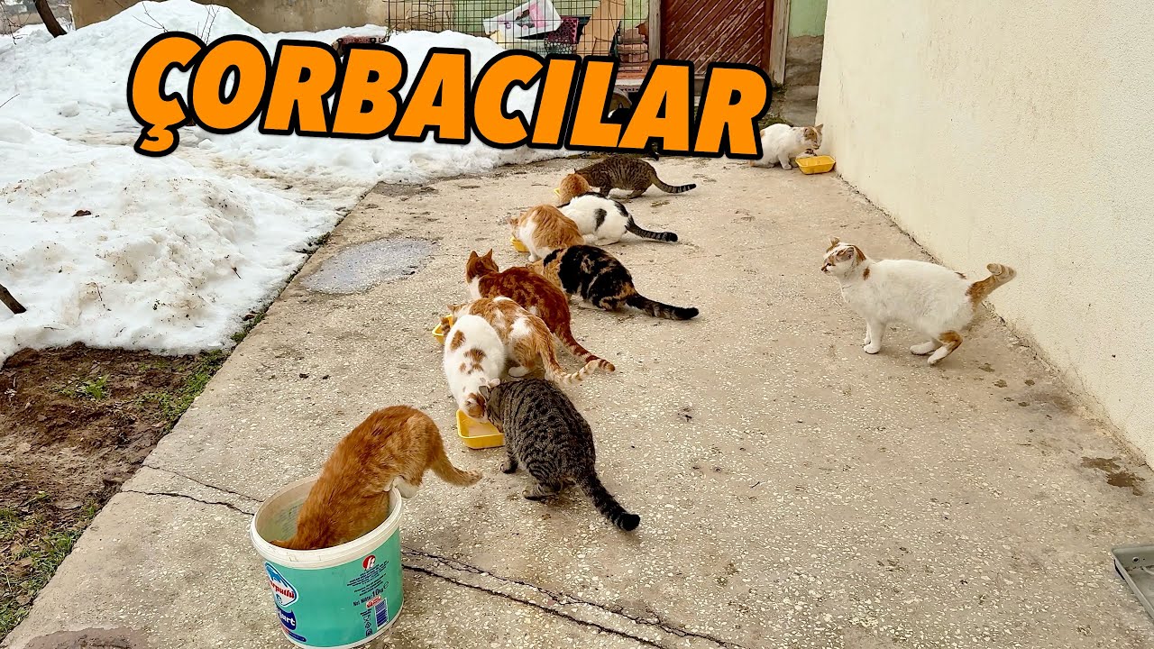Minik Canavarlar Kovada Çorba Bırakmadı | Hungry Cats & Soup 🐱