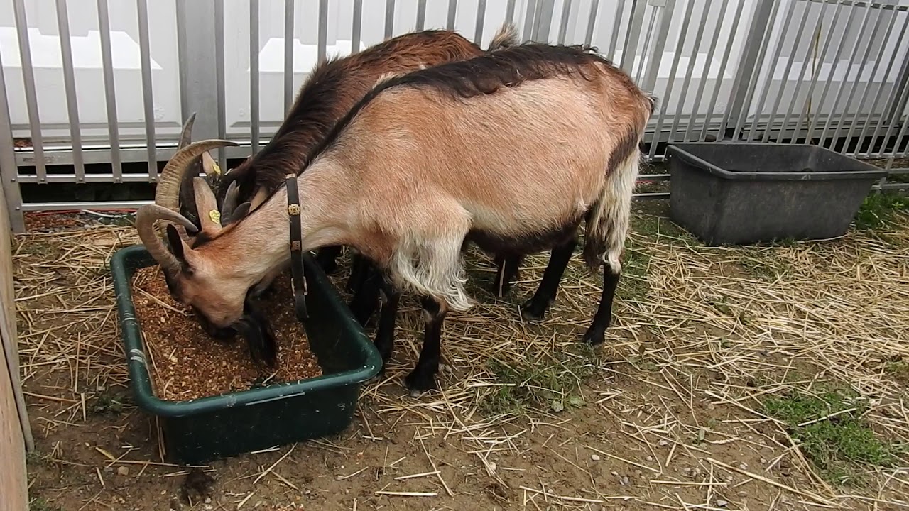 餌を食べるハイブリッドのヤギ　St. Gallen Booted Goat&times;Valais Blackneck Goats 2018 0830