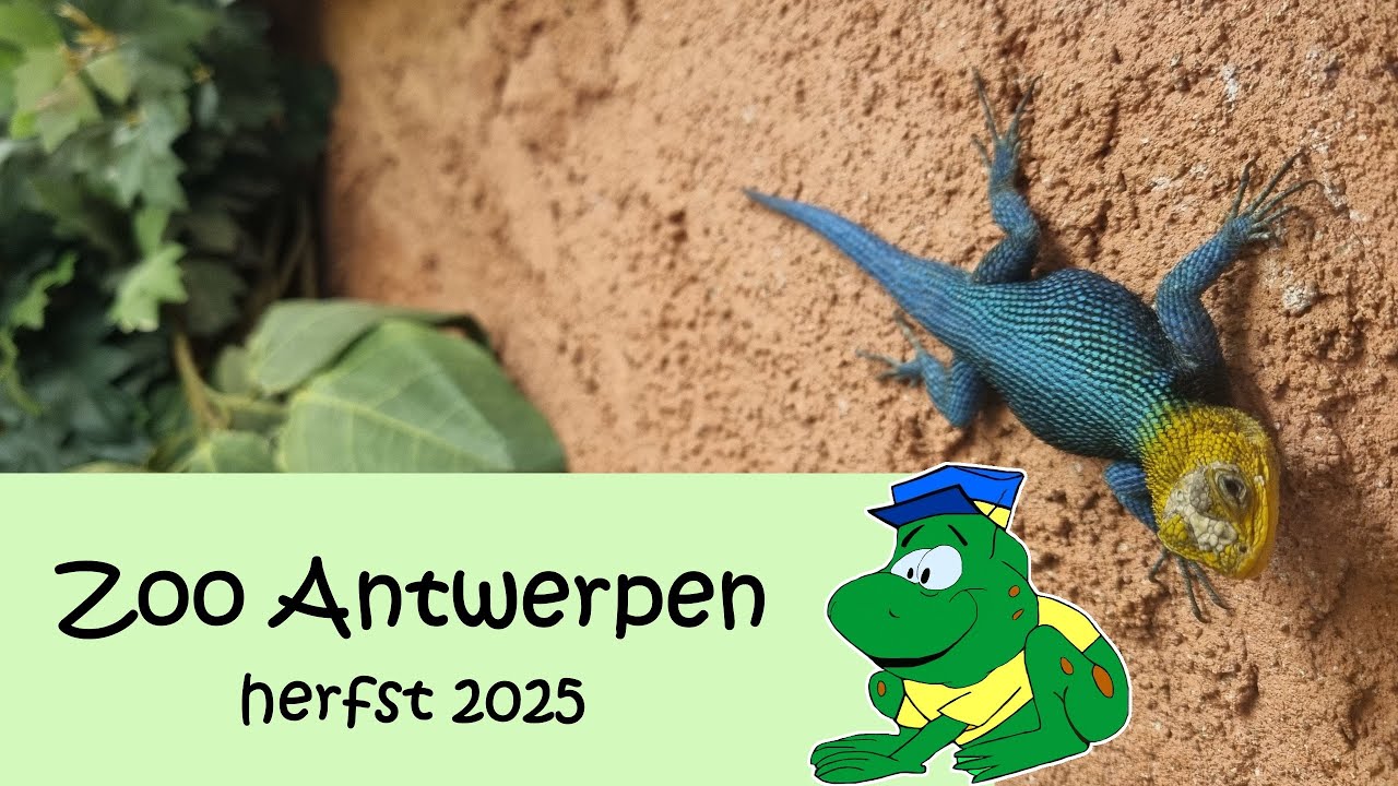Zoo Antwerpen, herfst 2025