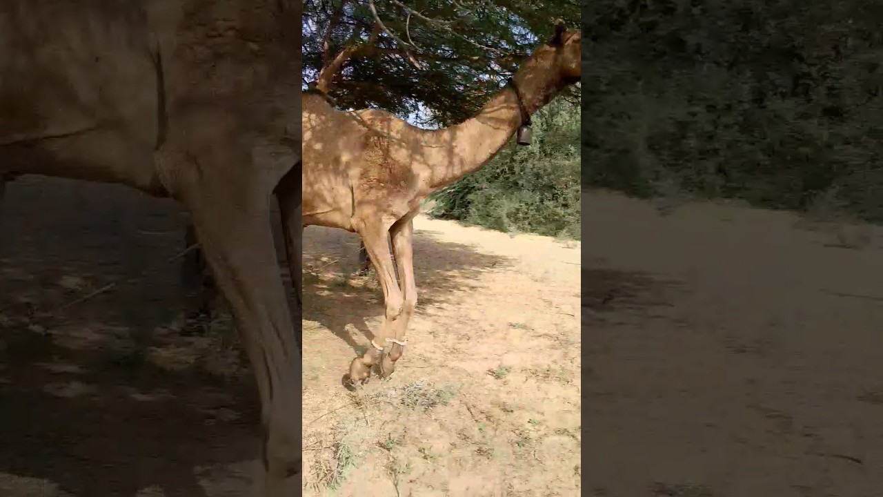 Camel Running Fast #youtubeshorts #camel #cameljump