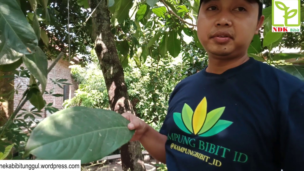 Cara Mudah Membedakan Jambu Dersono dan Jamaika