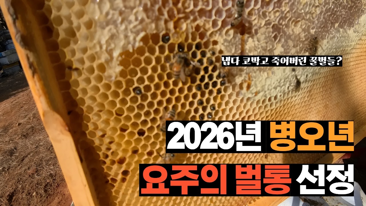 일주일 전 깨운 초약군 벌통들 확인해보기