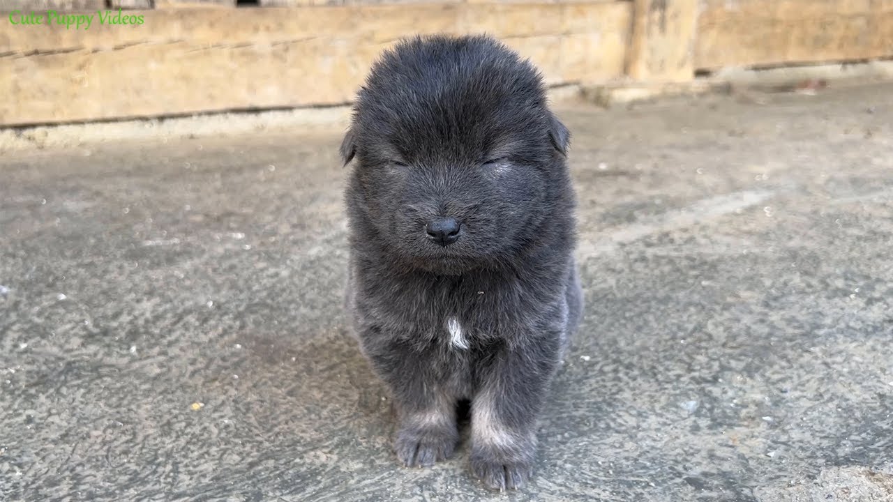 Fluffy Puppy Falling Asleep While Sitting — Too Cute to Handle | Cute Puppy Videos.