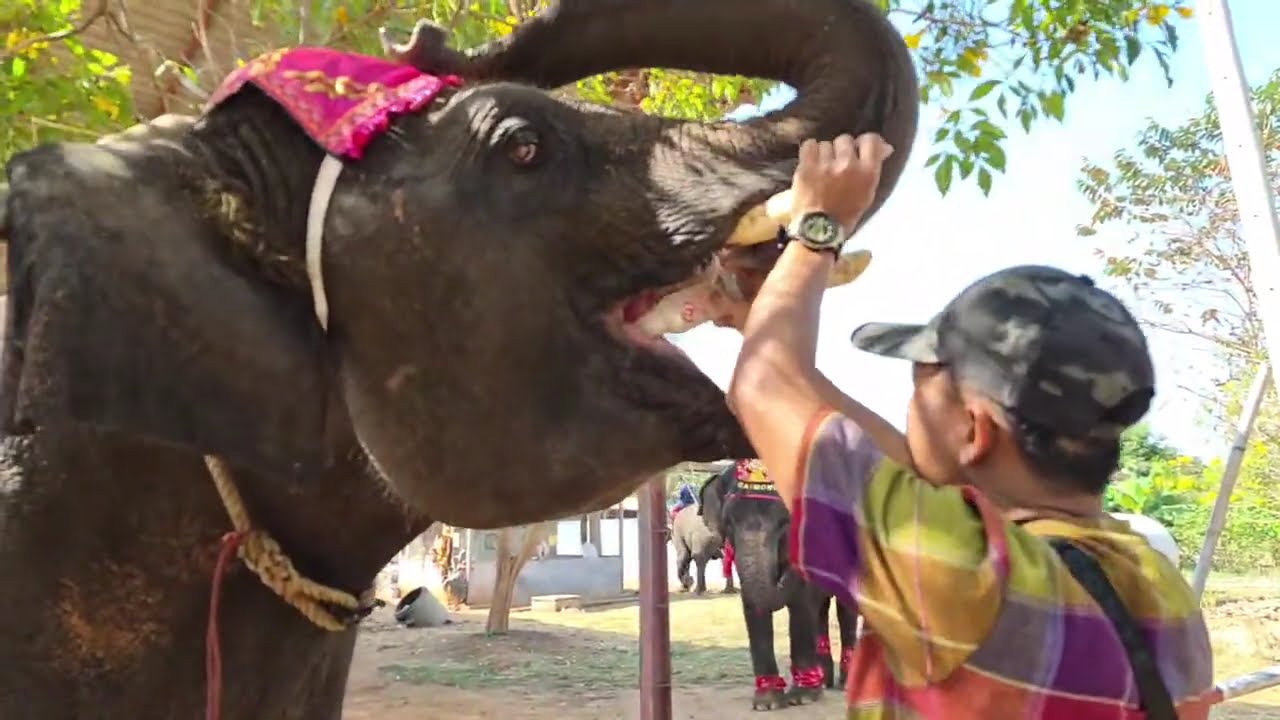 ชมพูฟูฟ้อง