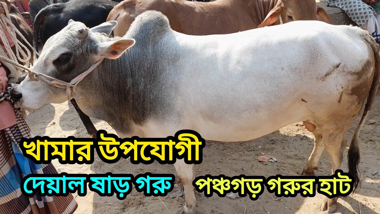 পঞ্চগড় বোদা গরুর হাট দেশাল ষাড় গরু আজকের বাজার । Dasi cow । 
