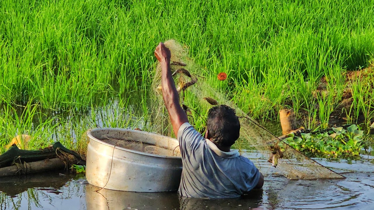 30മീറ്റർ വല പാടത്തെ കുഴിയിൽ നീട്ടിയപ്പോൾ അമ്പോ ഒരുകൊട്ടെ മീൻ |Earth Lovers media|Real life vlog