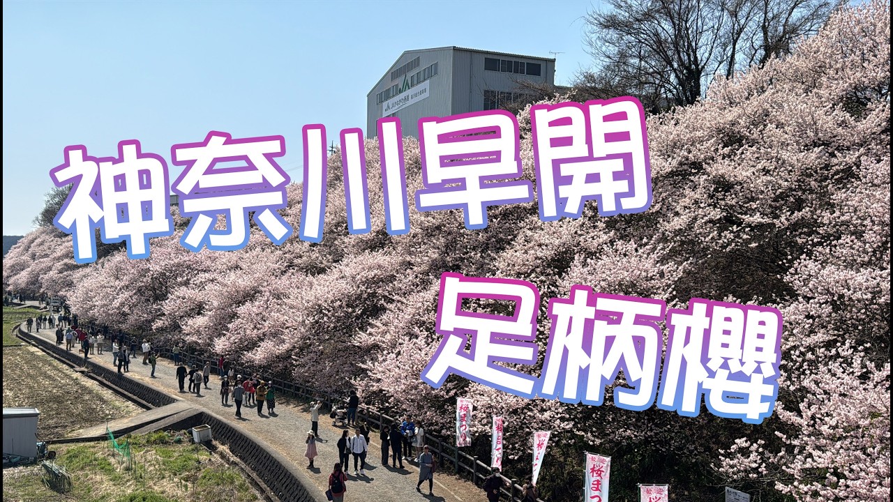 日本賞櫻 | 日本神奈川春天早開櫻花-一ノ堰ハラネ足柄櫻